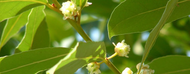 Vavrín (Laurus nobilis)